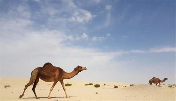 مخالفة بحق "ناقة" تقود مرتكبها إلى السجن