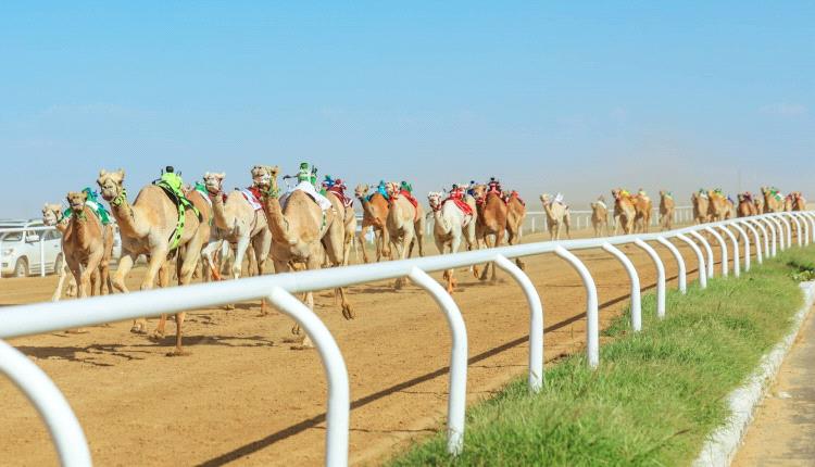 مهرجان ولي العهد للهجن: «صمت» تصدح في يوم الجذاع
